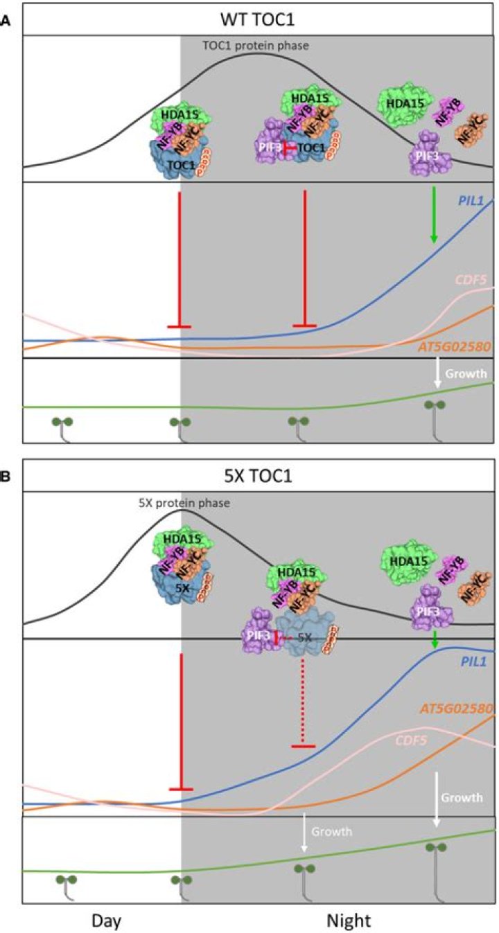 toc1