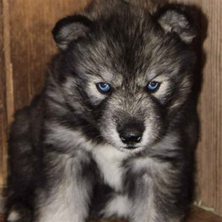 Was togo an agouti husky?
