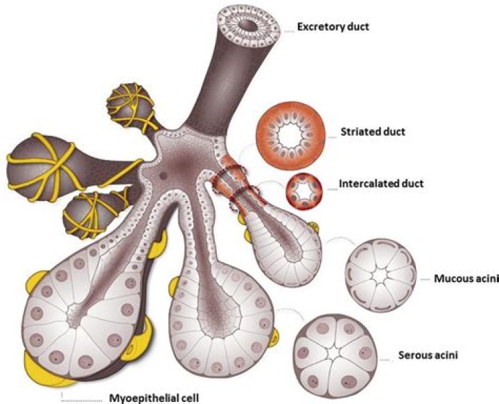 What are ducts in glands?