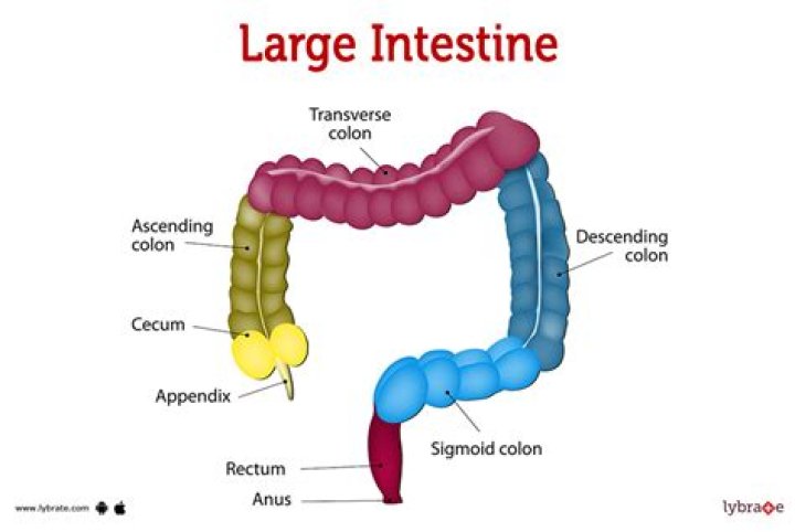 What are the parts of the large intestine?