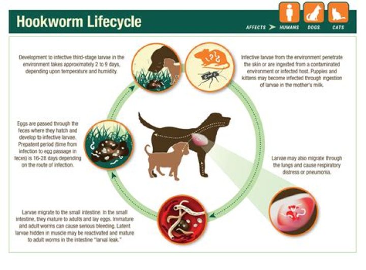 What are the symptoms of hookworm in dogs?