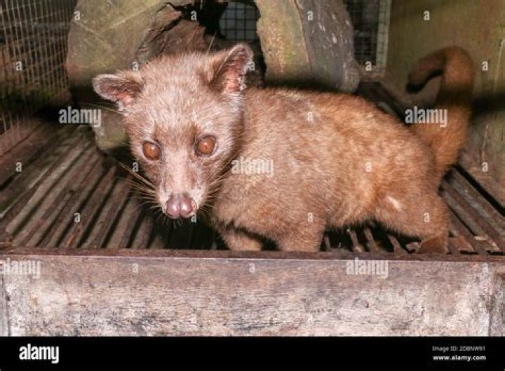 What do small-toothed palm civet eat?