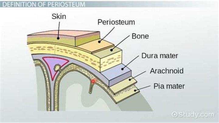 What does peristoma mean?