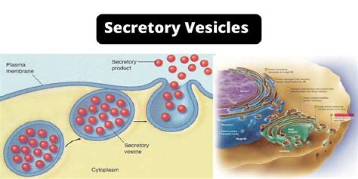 What does secretory mean?