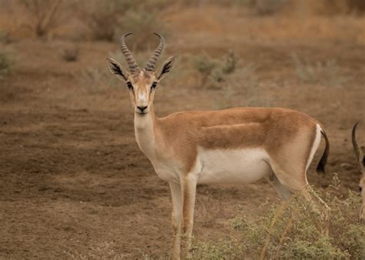 What is a goitered gazelle lifespan?