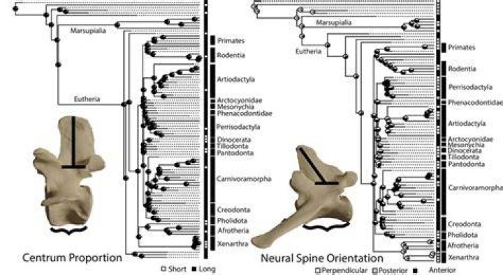 What is a homoplastic character?