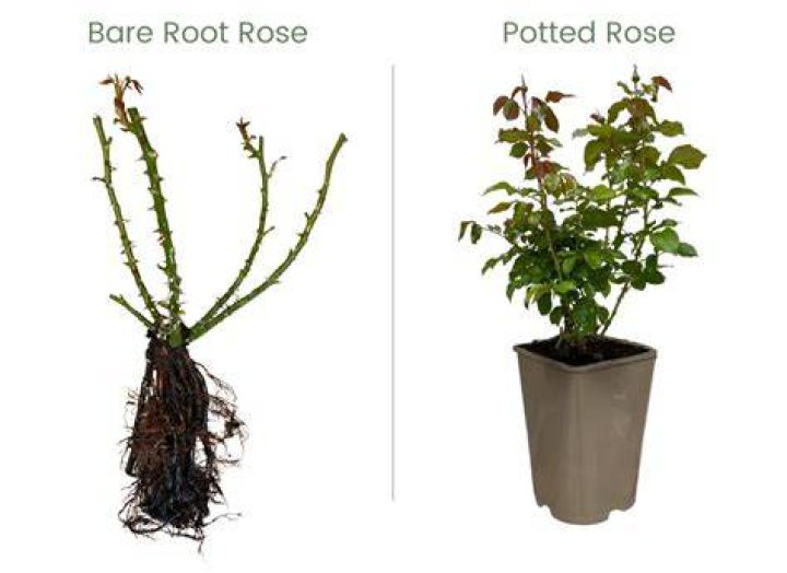 What is bare root rose?