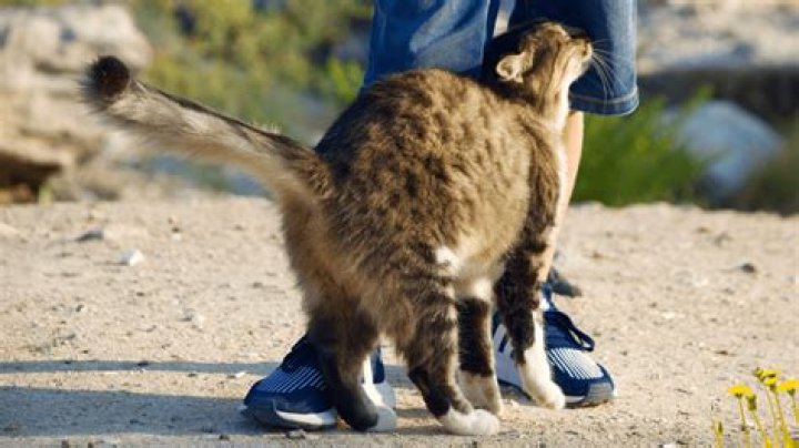 What is cat head butting?