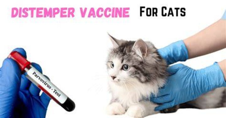 What is distemperment shot for cats?