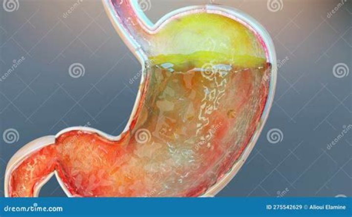 What is formed in the stomach?