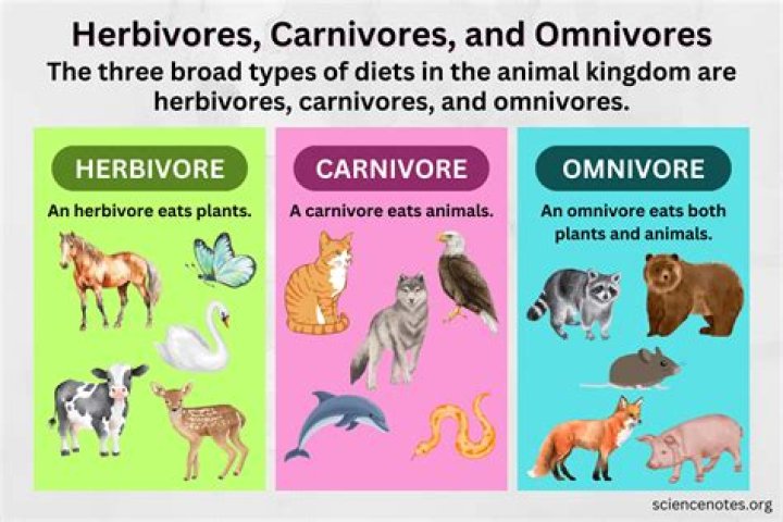 What is herbivorous carnivorous and omnivorous?