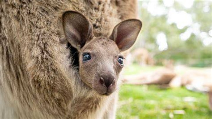 What is kangarooing a newborn?