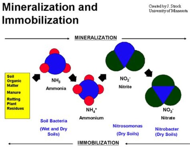 What is mineralization in biology?