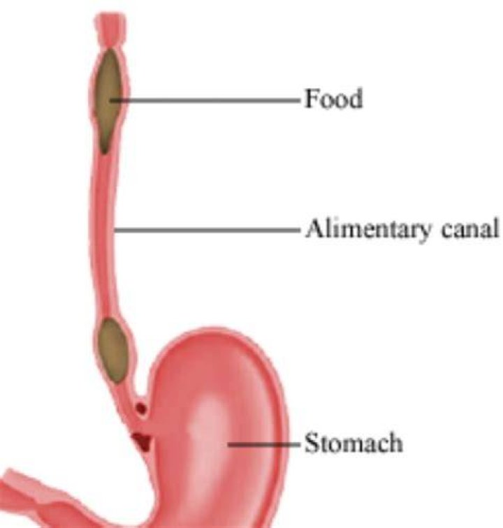 What is peristalsis explain with the help of a diagram?