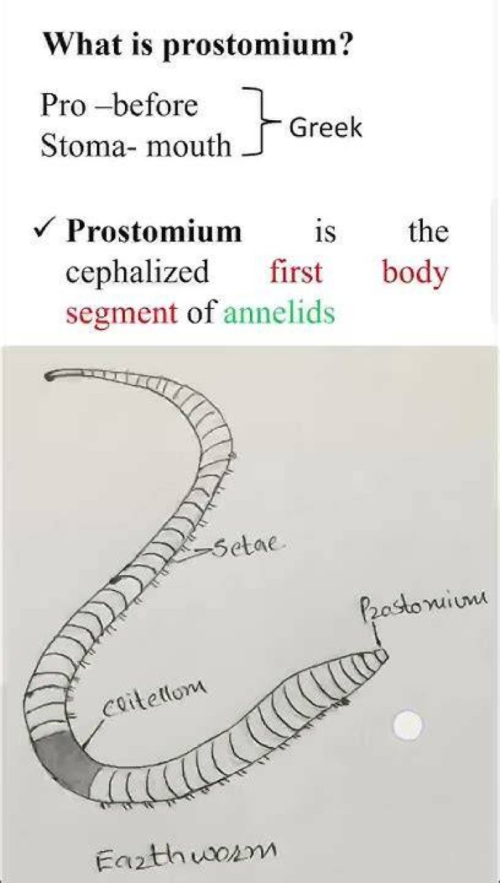 What is prostomium meaning?
