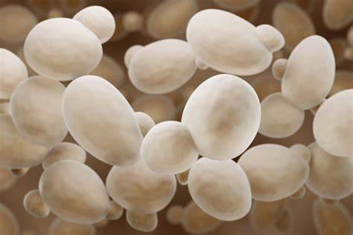 What is saccharomyces cerevisiae used for?