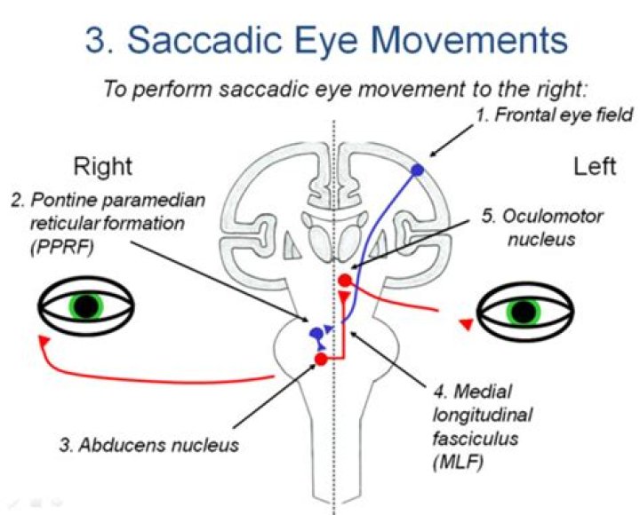 What is the function of saccadic eye movement quizlet?