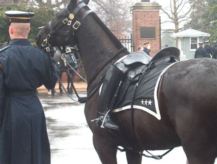 What is the meaning of caparisoned horse?