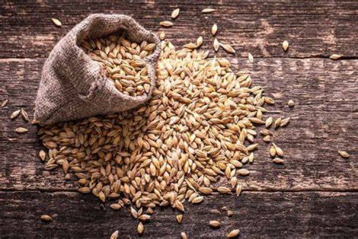 What is the meaning of malt-worm?