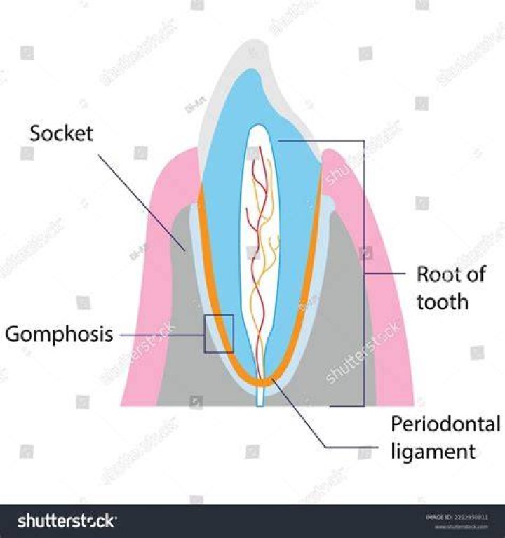 What is the meaning of the term gomphoses?