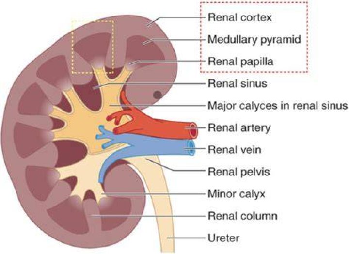 What is the primary function of the minor calyces?