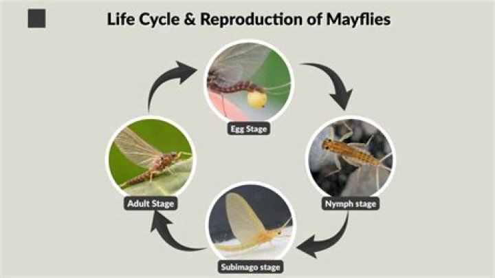 What is the purpose of mayflies?