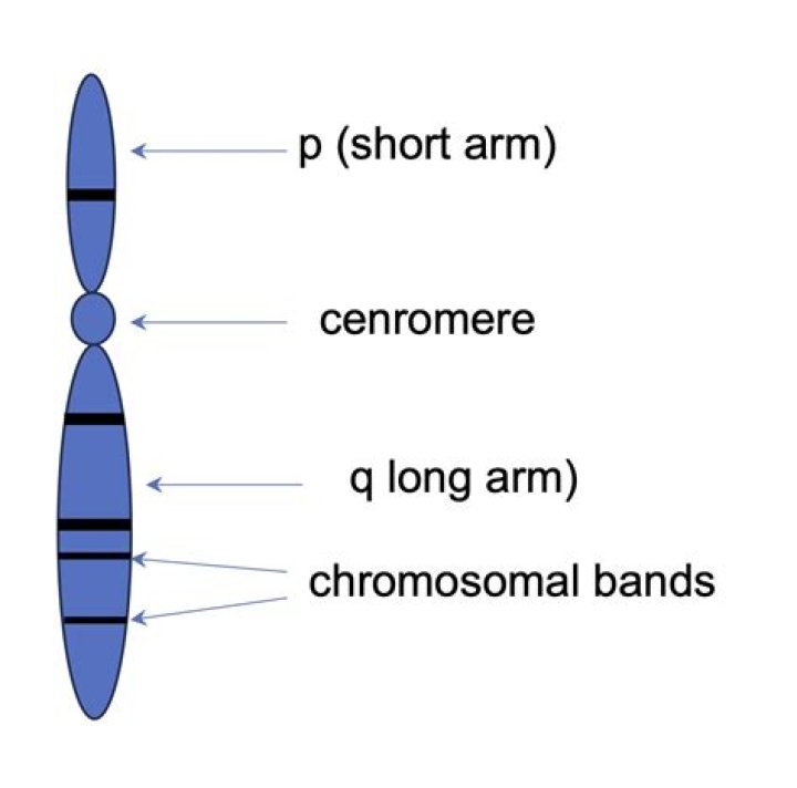 What is the short arm of a chromosome?