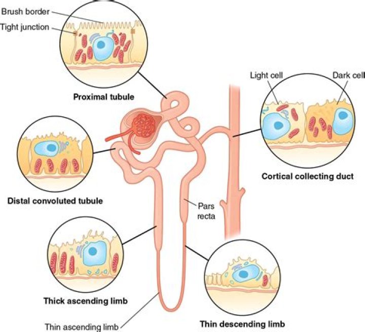 What is the tubular vacuolization?