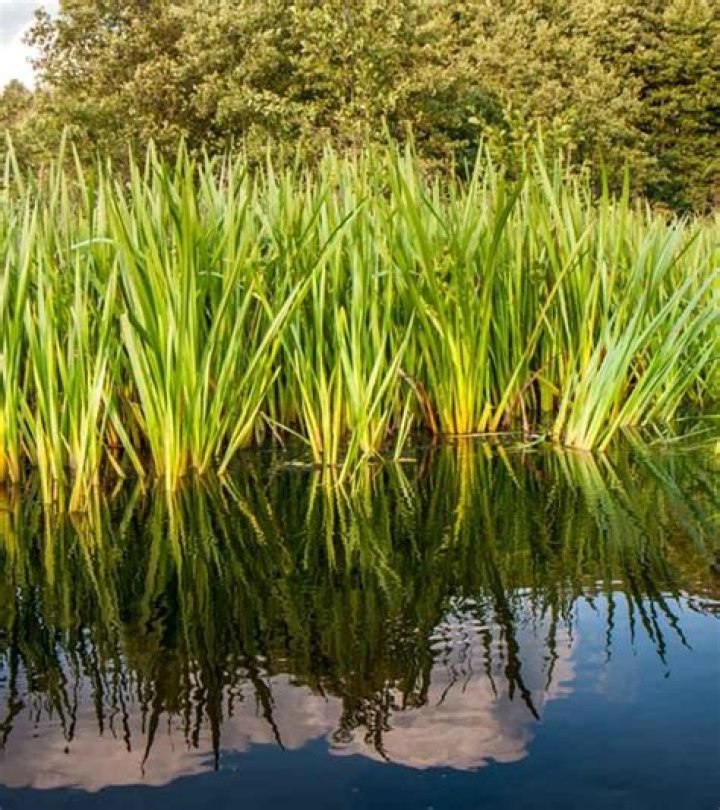 What is vacha acorus calamus?