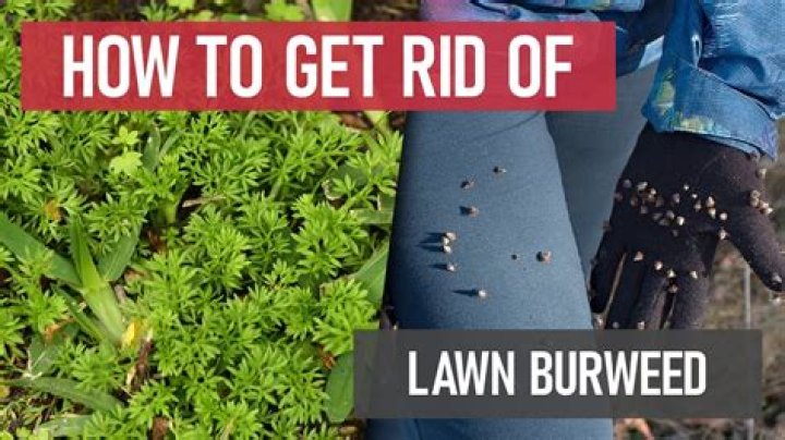 What kills burweed in lawn?