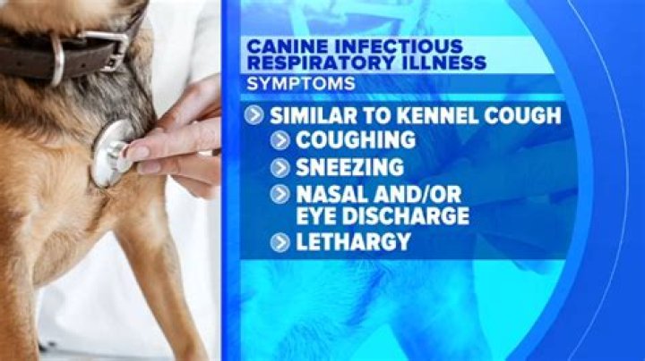 Whats it mean to be sick as a dog?