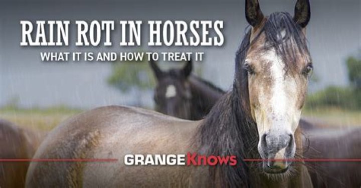 Whats rain rot in horses?