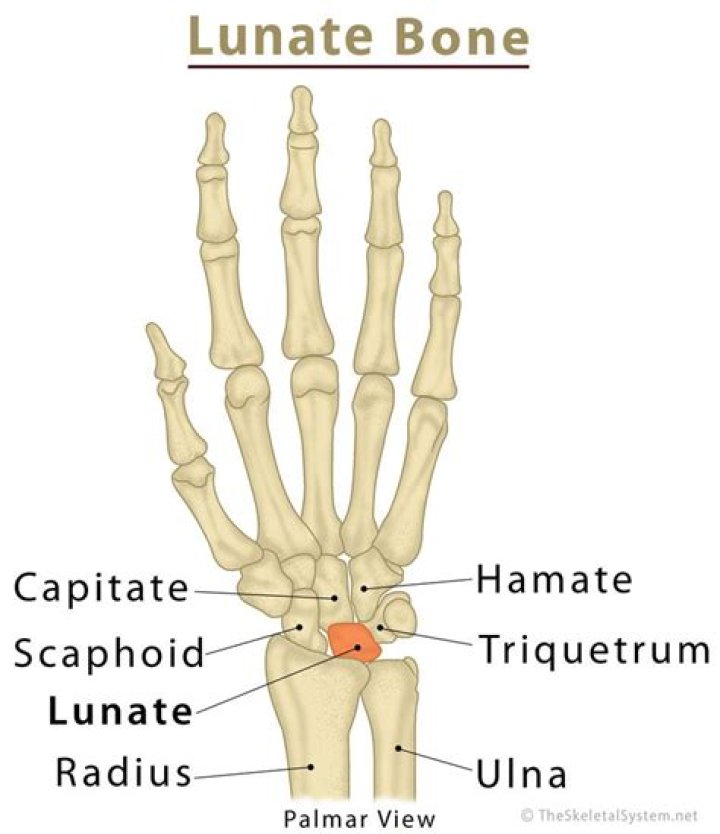 Whats the meaning of lunate?