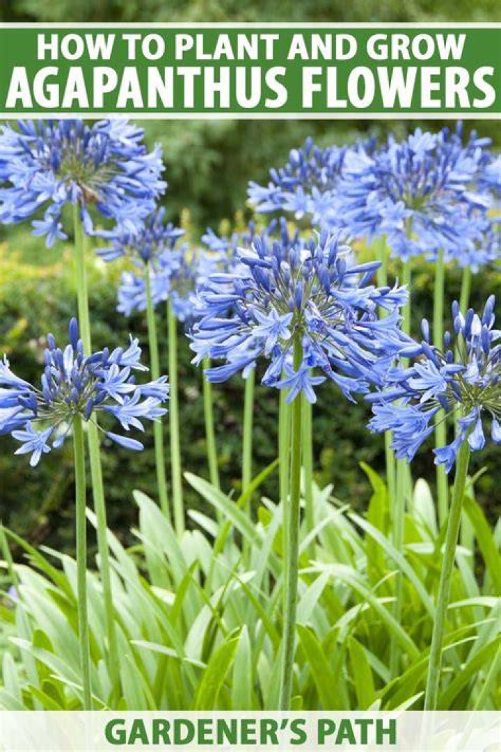 When can i plant agapanthus bulbs?