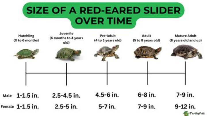 When is a red eared slider full grown?