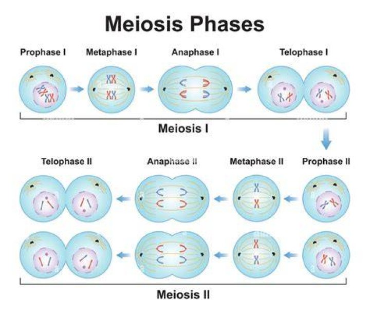 When meiosis proceeds without recombination this is referred to as?