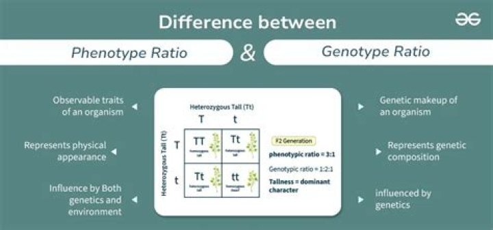 When phenotypic and genotypic ratio are same?
