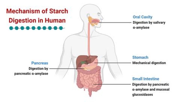 When salivary amylase enters the stomach?