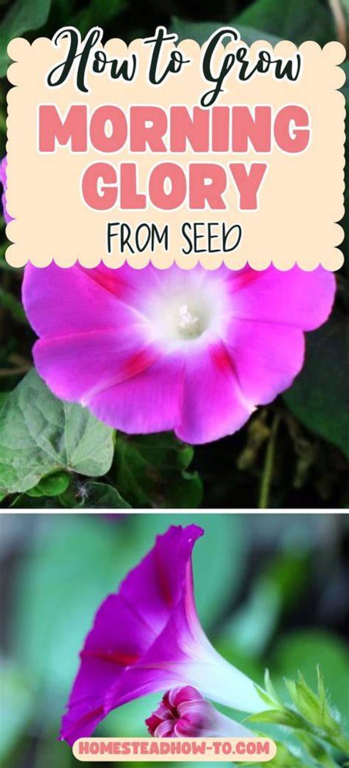 When to plant morning glory seeds?