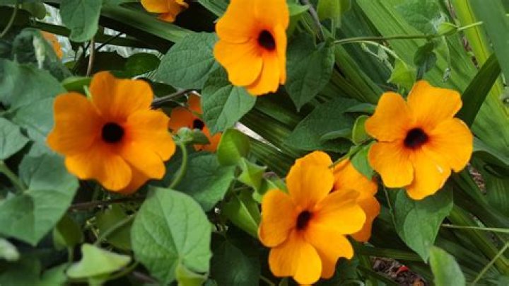 When to plant out thunbergia?