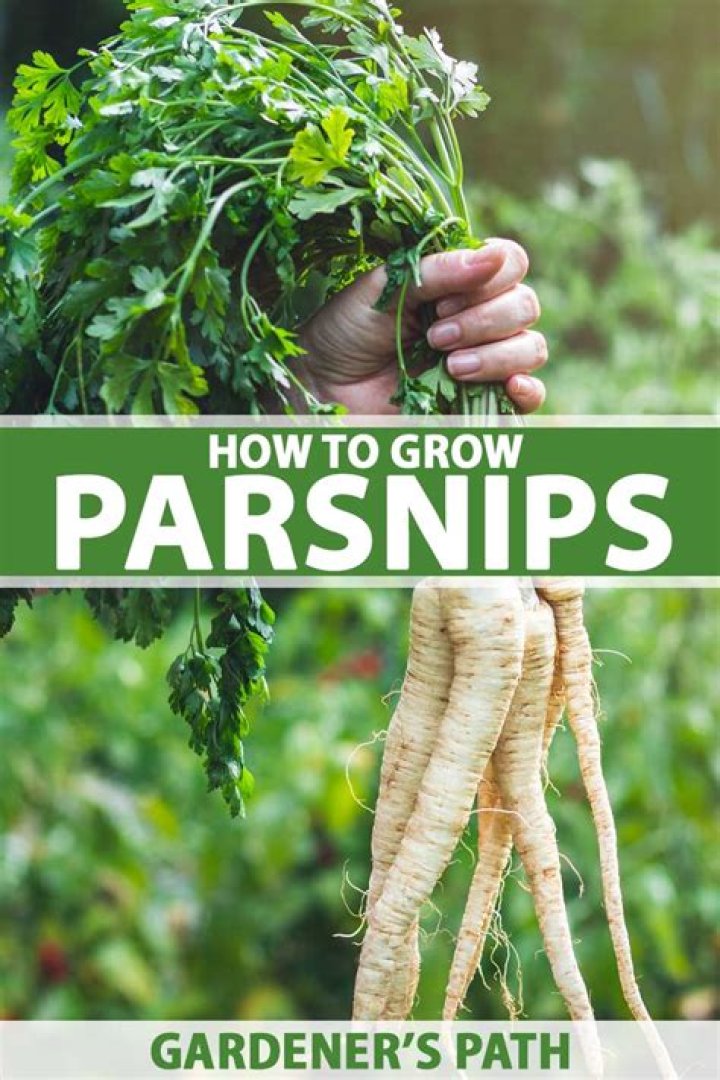 When to plant parsnips nz?