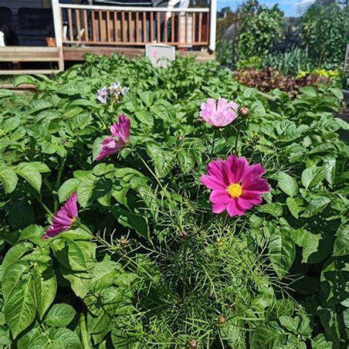 When to plant pink eye potatoes in tasmania?