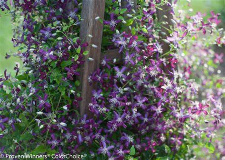 When to prune sweet summer love clematis?