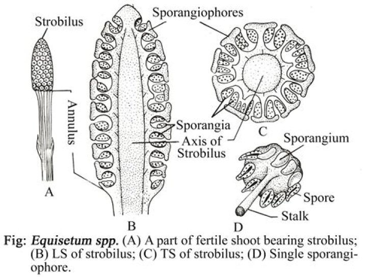 Where can you find sporangiophore?