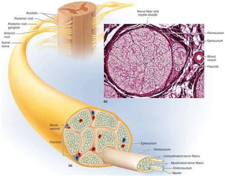 Where do motor fibers cross?