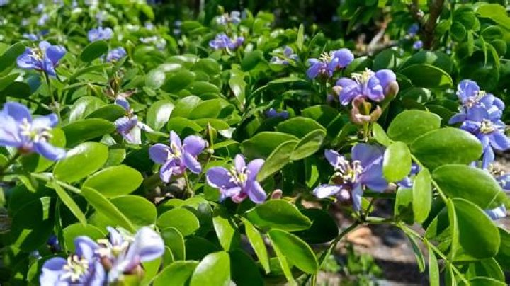 Where does lignum vitae grow?
