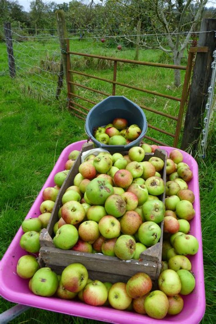 Where is apple in ireland?