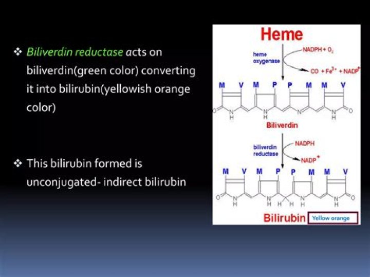 Where is biliverdin converted to bilirubin?