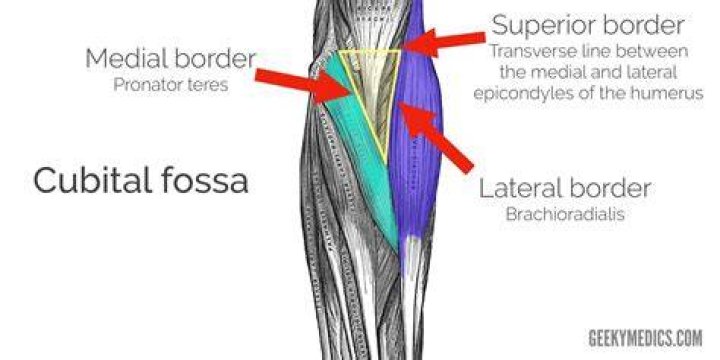 Where is cubital region located?