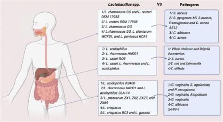 Where is lactobacillus helveticus found?